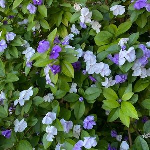 Meet your Posher, Alice